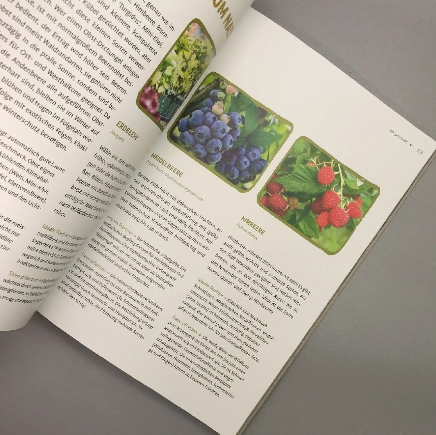 Mein Genialer Bio-Balkon (Birgit Schattling) 8 Mein Genialer Bio-Balkon (Birgit Schattling) – Bild 6