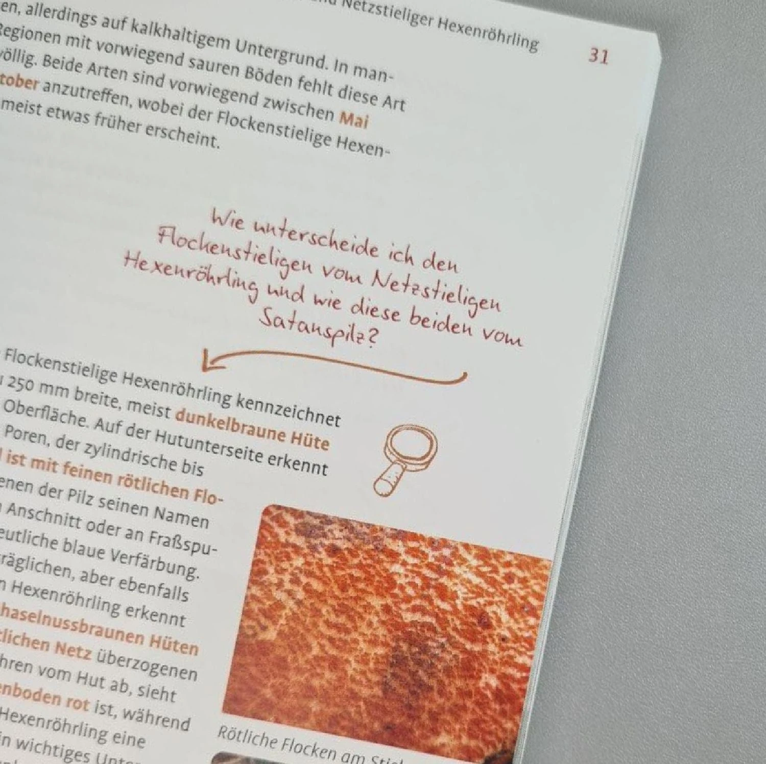 Pilze FAQ (Björn Wergen) 6 Pilze FAQ (Björn Wergen) – Bild 4