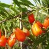 Lycium Barbarum "Natascha" (Goji-Beere)