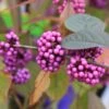Callicarpa Bodinieri 'Profusion' (Schönfrucht; Liebesperlenstrauch) -Angebote Pflanzen Store 41330 Callicarpa 20bodinieri 20Profusion Schoenfrucht 20Liebesperlenstrauch 1 bda968e6 15b3 47f3 8619 42ec534018e8