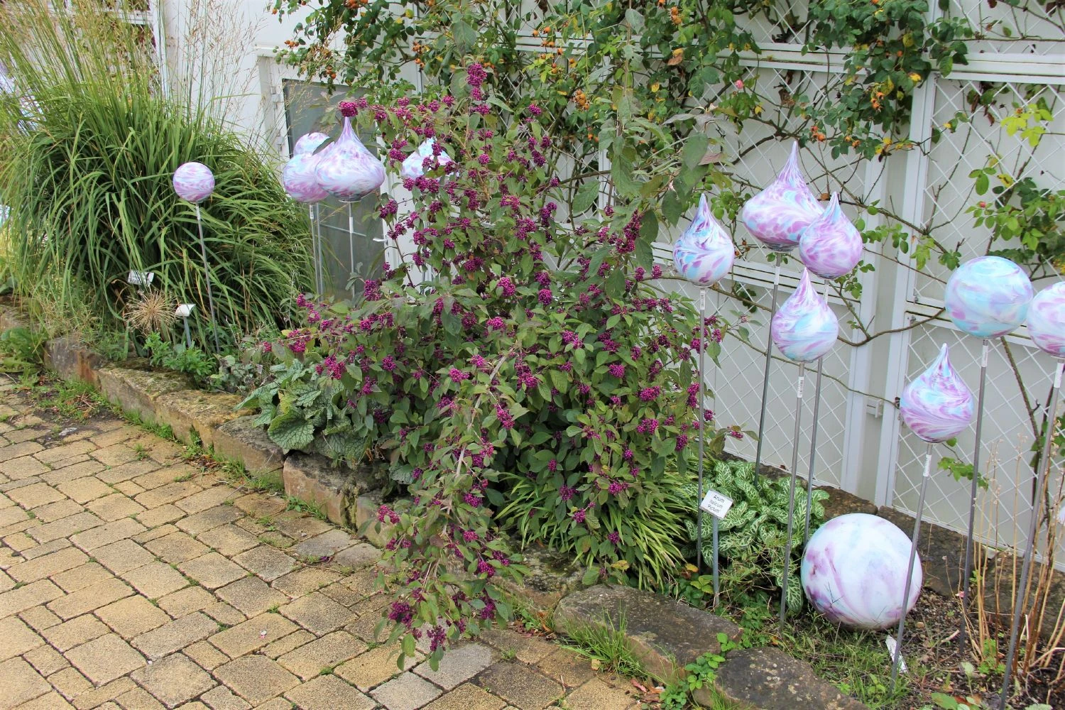 Callicarpa Bodinieri 'Profusion' (Schönfrucht; Liebesperlenstrauch) 4 Callicarpa Bodinieri 'Profusion' (Schönfrucht; Liebesperlenstrauch) – Bild 2