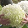 Hydrangea Arborescens 'Strong Annabelle' (Ballhortensie) -Angebote Pflanzen Store 41346 Hydrangea 20arborescens 20Strong 20Annabelle Ballhortensie 1