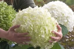 Hydrangea Arborescens 'Strong Annabelle' (Ballhortensie)