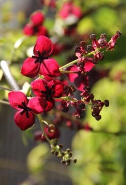 Akebia Quinata (Schokoladenwein)