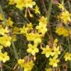 Jasminum Nudiflorum (Echter Winter-Jasmin) -Angebote Pflanzen Store 44322 Jasminum 20nudiflorum Echter 20Winter Jasmin 1