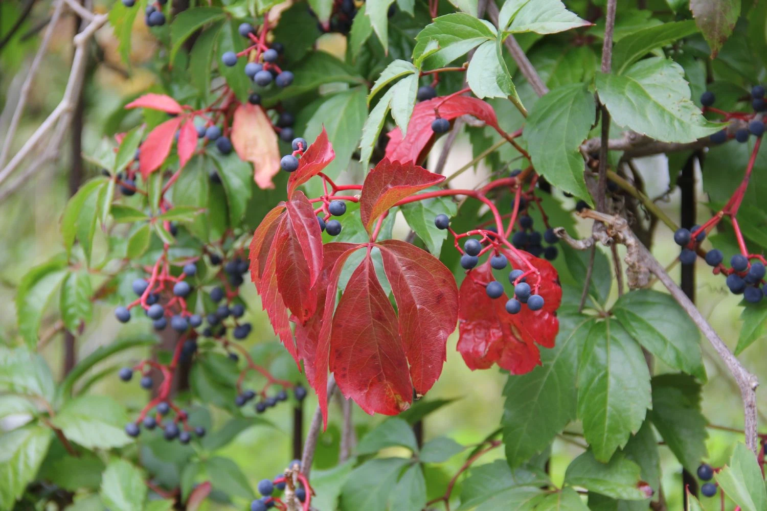 Parthenocissus Quinquefolia 'Engelmannii' (Engelmanns-Wilder-Wein) 4 Parthenocissus Quinquefolia 'Engelmannii' (Engelmanns-Wilder-Wein) – Bild 2