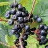 Aronia Melanocarpa 'Viking' (Apfelbeere) -Angebote Pflanzen Store 46820 Aronia 20melanocarpa 20Viking Apfelbeere 1 1ae39739 6320 46f2 bc43 3e8098f831bf