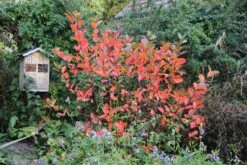 Aronia Melanocarpa 'Viking' (Apfelbeere) -Angebote Pflanzen Store 46820 Aronia 20melanocarpa 20Viking Apfelbeere 3 65a8125b d09c 401e 9db8 4123198ccd7b