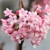 Viburnum X Bodnantense 'Dawn' (Duftender Winter-Schneeball) -Angebote Pflanzen Store 47800 Viburnum 20x 20bodnantense 20Dawn Duftender 20Winter Schneeball 1
