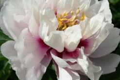 Paeonia Itoh-Hybride 'Cora Louise' (Intersektionelle Pfingstrose)