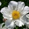 Paeonia Lactiflora 'Krinkled White' (Staudenpfingstrose) 2 Paeonia Lactiflora 'Krinkled White' (Staudenpfingstrose) -Angebote Pflanzen Store 65404 Paeonia 20lactiflora 20Krinkled 20White Staudenpfingstrose 1 5493a946 5e38 4154 9bb5 d7ec4631408e