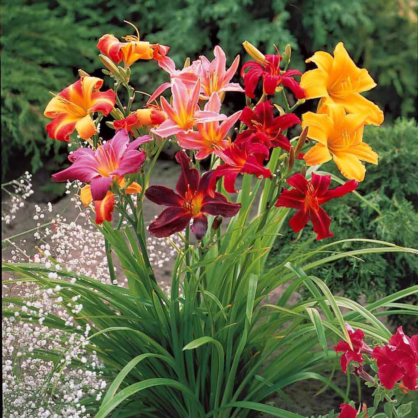 Angebote Pflanzen Store -Angebote Pflanzen Store 103745 1 1703168200808