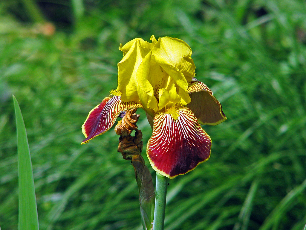 Angebote Pflanzen Store -Angebote Pflanzen Store 14114999517 528eb19cb4 b