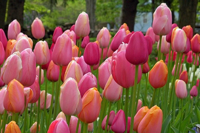 Angebote Pflanzen Store -Angebote Pflanzen Store 2002705 Tulpenmischung 20French 20Blend 20Rose 20 Garten Tulpenmischung 1 768x512 1