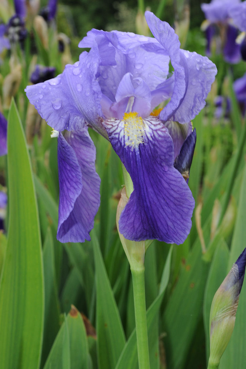 Angebote Pflanzen Store -Angebote Pflanzen Store Iris germanica gr