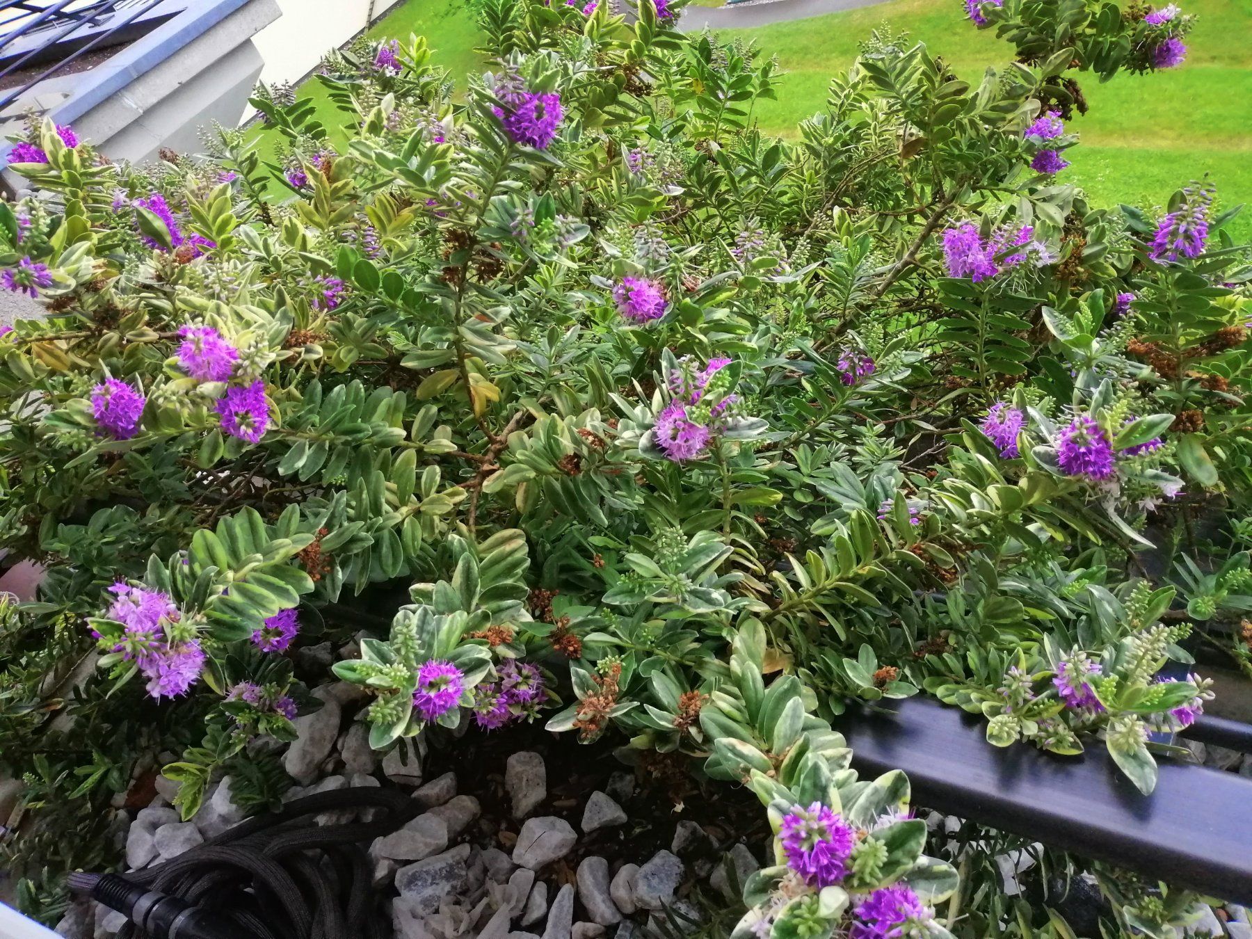 Angebote Pflanzen Store -Angebote Pflanzen Store gratis abholen div planzen garten