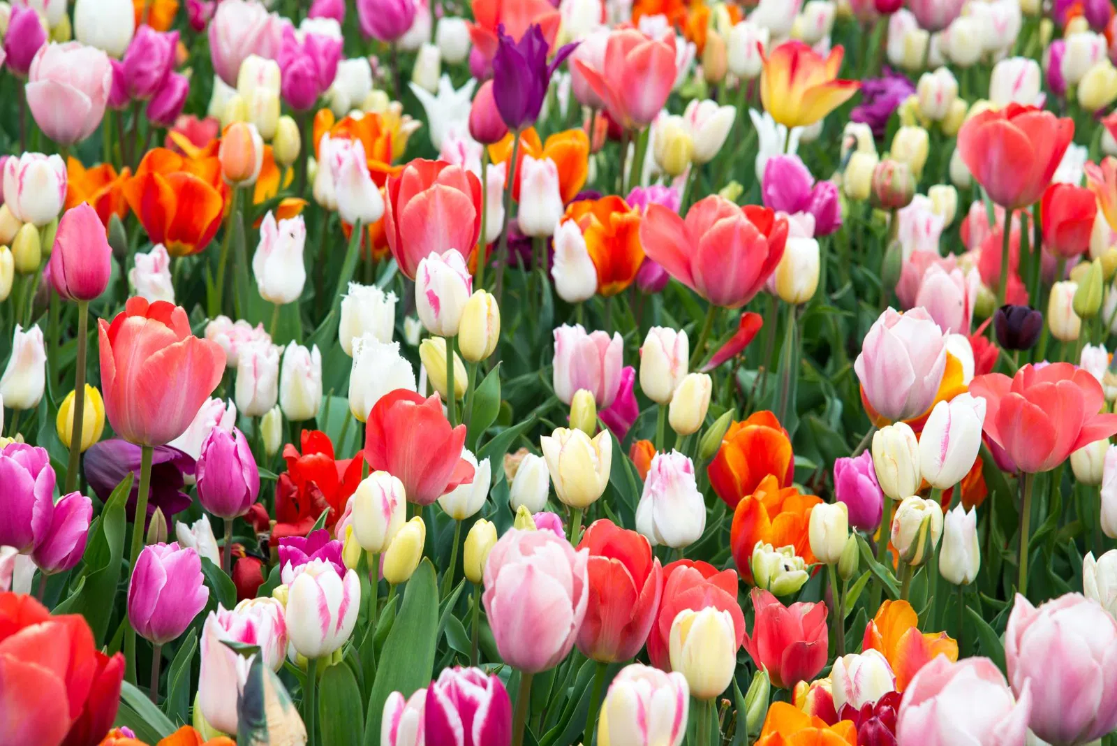 Angebote Pflanzen Store -Angebote Pflanzen Store tulpen a z